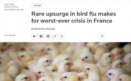 法国有史以来最严重的禽流感危机正迅速恶化