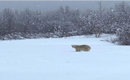 加拿大魁北克圣劳伦斯河南岸一个小镇罕见出现北极熊的踪影