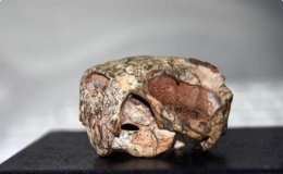 中国首次发现2.55亿年前真钱伯兽化石