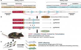 世界首张小鼠“扰动图谱”揭秘基因功能！