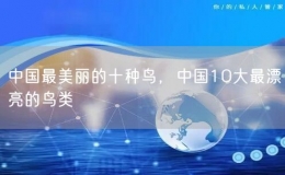 中国最美丽的十种鸟，中国10大最漂亮的鸟类