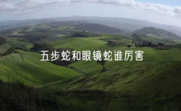 五步蛇和眼镜蛇谁厉害（眼镜王蛇对战五步蛇）