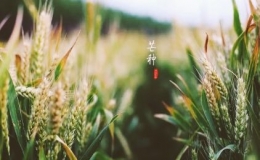 芒种有什么含义（二十四节气之芒种的来源）