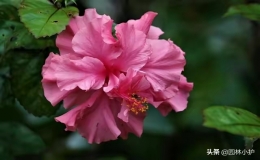 芙蓉花有几种品种（芙蓉花的五大色系）
