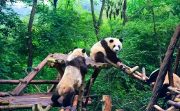 成都有什么好玩的地方景点推荐，这十个景点一定要去看看