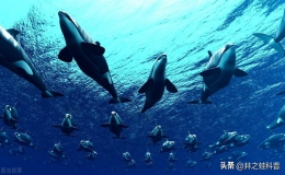 什么动物最厉害第一名（十大攻击力最强的动物）