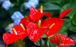 安祖花的花语是什么（介绍安祖花的象征意义）