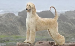 阿富汗猎犬价格是多少（讨论阿富汗猎犬价格）