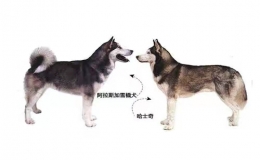 阿拉斯加和哈士奇的区别（比较两种犬类的特点）