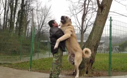 世界十大猛犬排名榜，最凶猛的十大恶犬